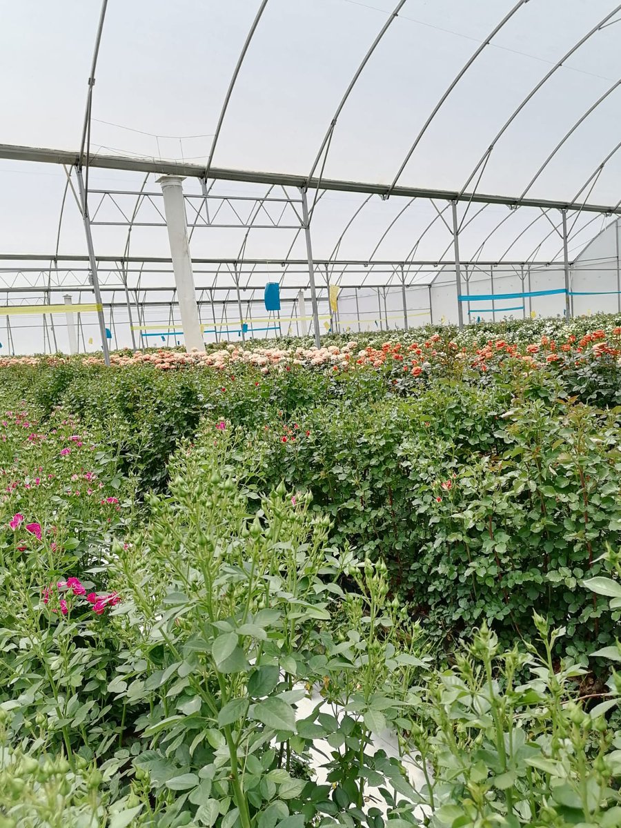 Floriculture farming is more than just growing flowers ....it’s about nurturing beauty and creating a sustainable business. With careful planning and passion, anyone can thrive in this industry.