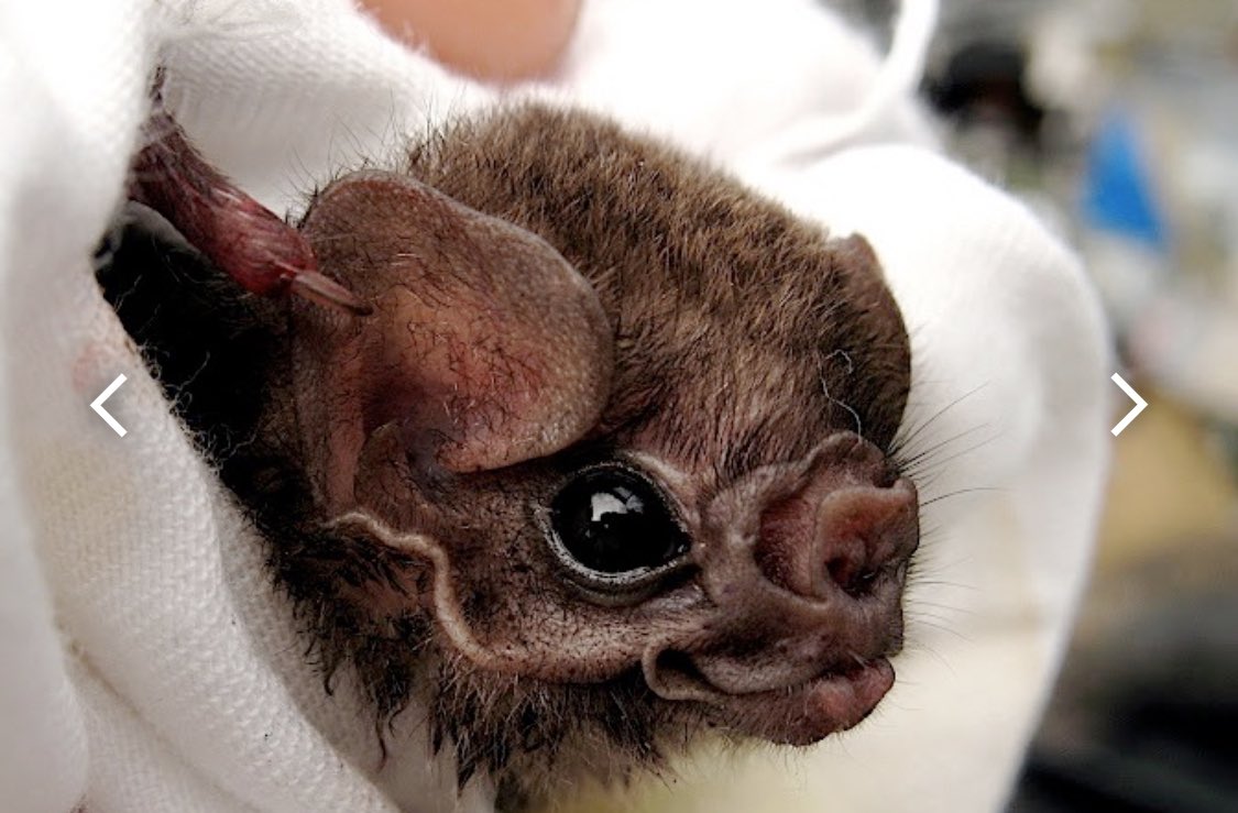 Sophie Gane tweet media