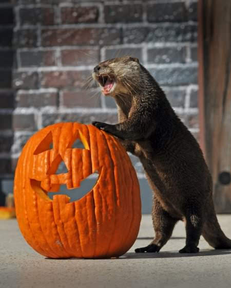 In_Otter_News2's tweet image. Big day for Steve today!