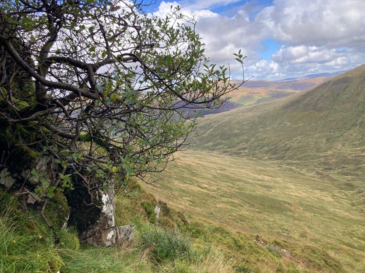 The tree pictured here is a very rare sight on our hills... it is a remnant dark leaved willow (possily the only remnant), that has clung on high up on the steep crags of Talla in the Wild Heart...