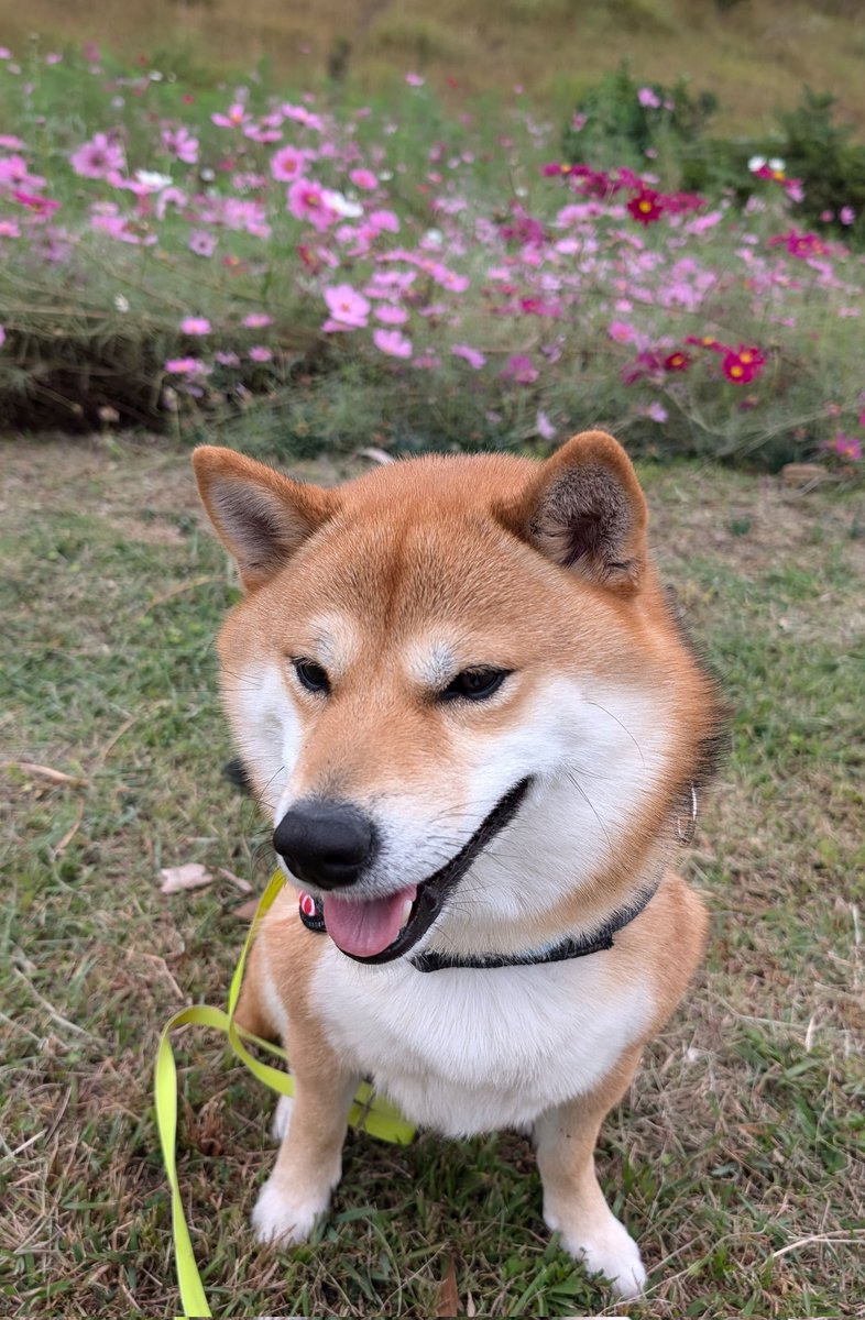 shibaThida's tweet photo. 今年はコスモス見に行けないので
お散歩中に見れて良かった🌸
素敵でした✨
#柴犬 
#柴犬てぃーだ
#柴犬のいる暮らし 
#柴犬のいる幸せ https://t.co/HIDKYqq7P6