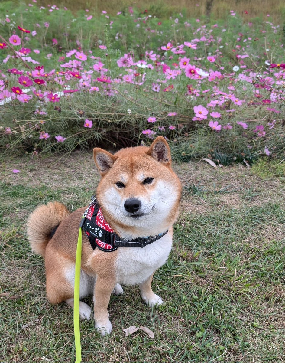 shibaThida's tweet photo. 今年はコスモス見に行けないので
お散歩中に見れて良かった🌸
素敵でした✨
#柴犬 
#柴犬てぃーだ
#柴犬のいる暮らし 
#柴犬のいる幸せ https://t.co/HIDKYqq7P6