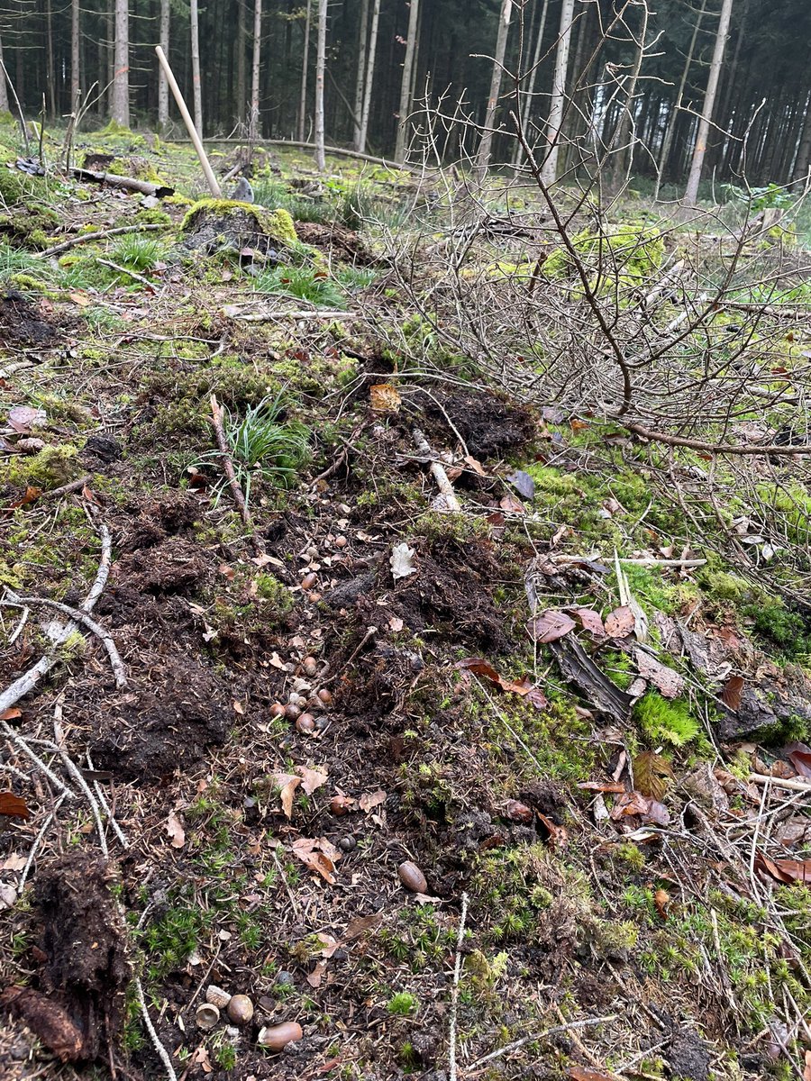 Waldmichel tweet media