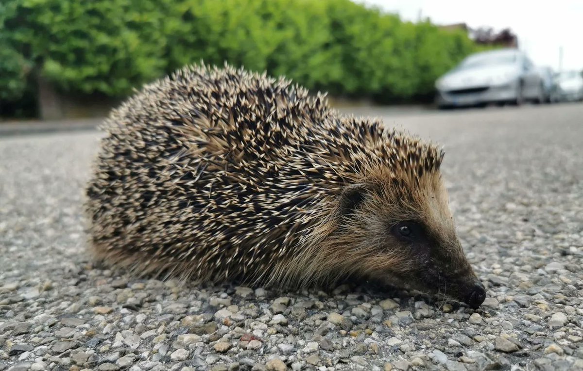🦔 Le saviez vous ? L'hérisson ouest-européen vient de changer de catégorie passant de « préoccupation mineure » à « quasi menacé »  d’extinction.

Victime du trafic routier et de l’expansion urbaine continue, les hérissons ont vu leur population diminuer dans plus de la moitié