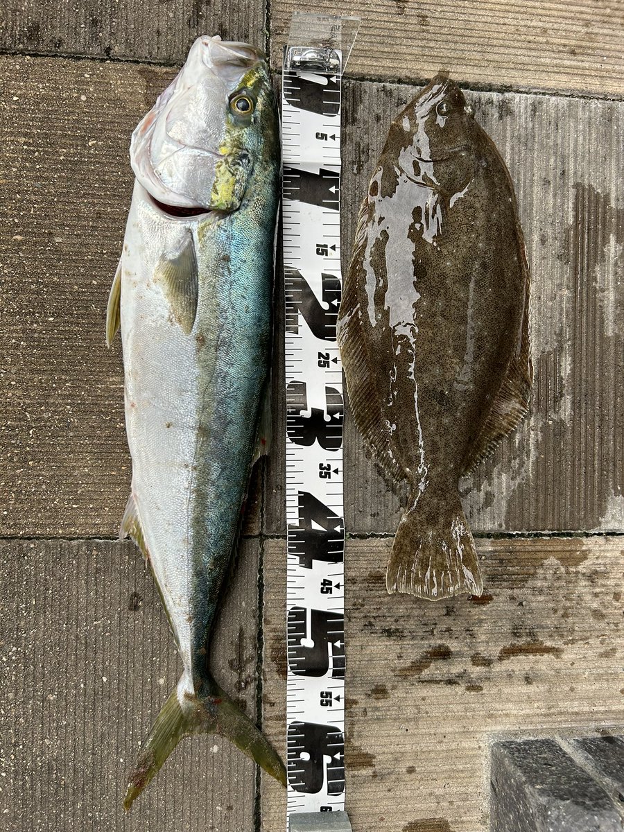 昼からの満ち込み狙いで🎣

夜勤明けから車を走らせた甲斐がありました〜🥱

#セルテsw入魂
#ダイソージグ