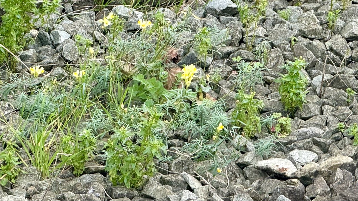 greenroofsuk's tweet image. Good to see Common toadflax Linaria vulgaris in flower on the trackside #newcross #station while waiting for the #overground to #shoreditch #wildflowers #omh #urbannature