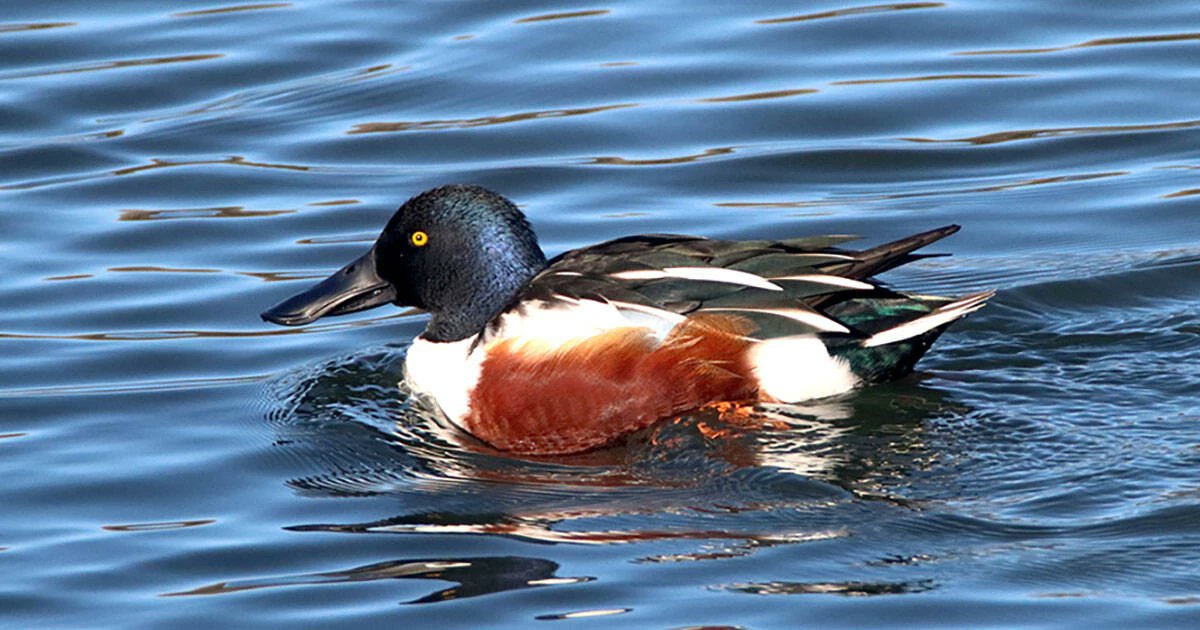 🦆 “Un Autunno per l’Ambiente” prosegue con il birdwatching nell’oasi Arnovecchio

La visita a tema si terrà domenica 10 novembre 2024, dalle 9 alle 11, con prenotazione all’indirizzo oasidiarnovecchio@gmail.com 

👉 shorturl.at/9ZnXk