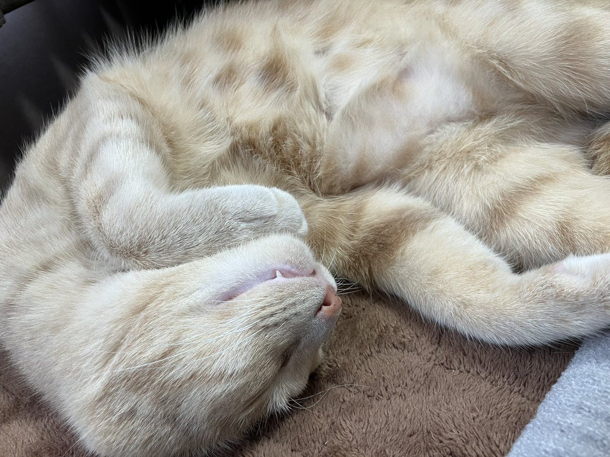 もふもふ🐱

#ネコバカ
#猫のいる生活
#癒し系ペット
#猫との暮らし
#猫のいる幸せ
#ゴロゴロタイム
#猫
#cat