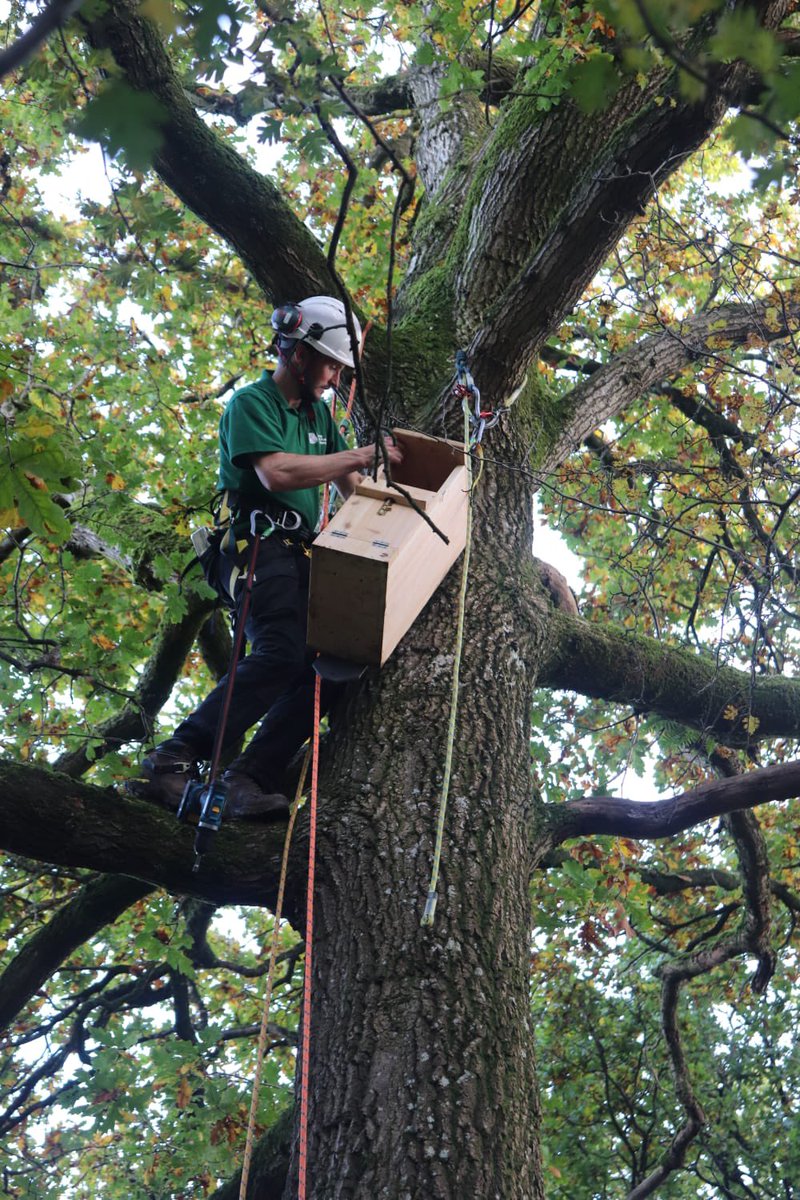 SWTConsultancy's tweet image. If you go down to the woods today…..you’ll see Ben and Alex climbing trees 🌳! 

Not just for the fun of it (although we can imagine swinging in the trees quite free and fresh on a day like today!) but instead installing some tawny owl boxes 🦉.