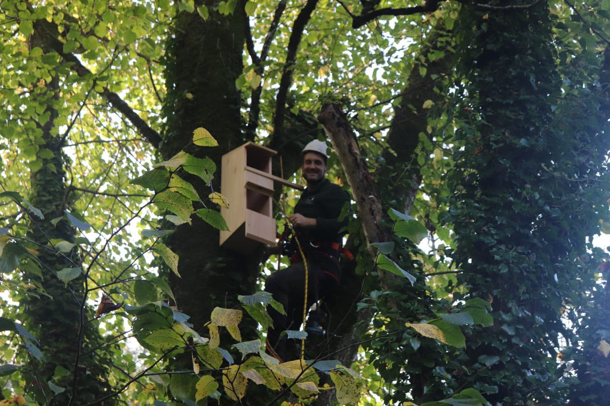 SWTConsultancy's tweet image. If you go down to the woods today…..you’ll see Ben and Alex climbing trees 🌳! 

Not just for the fun of it (although we can imagine swinging in the trees quite free and fresh on a day like today!) but instead installing some tawny owl boxes 🦉.