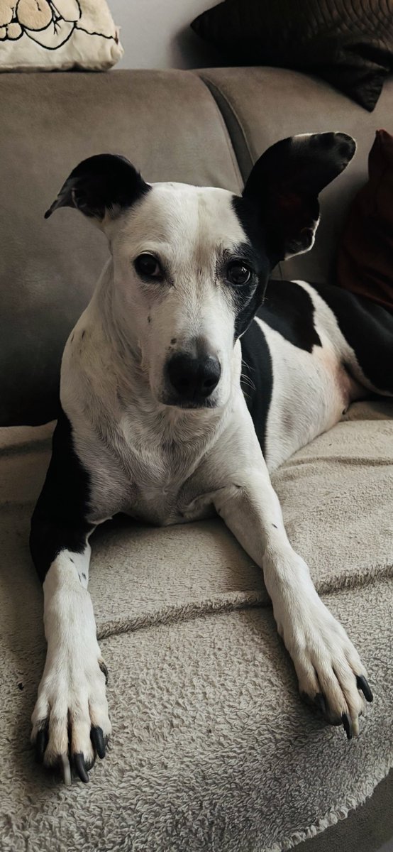 It seems her ears have different postcodes today 😂