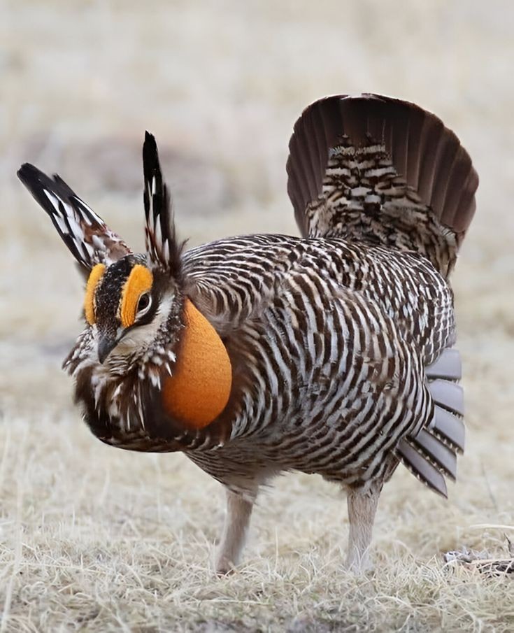 Stemstory's tweet photo. "When your alarm goes off but you're not quite ready to face the day."

#prairiechicken #birdphotography #wildlife #nature #funnybird https://t.co/UQUzqF7w62