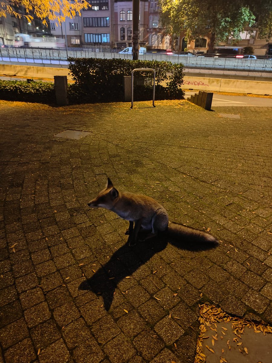Aymen_Ben_Amor's tweet photo. 🧵React Brussels 2024 Highlights:

1/ 🦊 First up—a surprise guest! A curious fox made an appearance, maybe hoping to join us for some React knowledge!

#React #Brussels #TechConference #BeJS #ReactBrussels #Belgium @BeJS_ @BrusselsReact https://t.co/lOtEngvj01