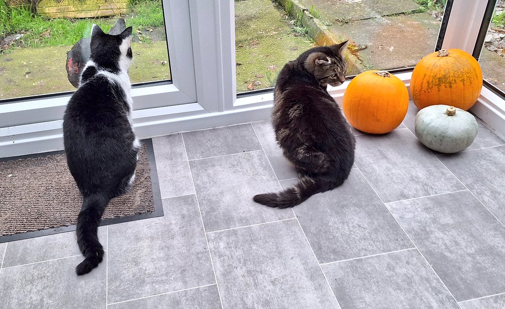 coombes_angie's tweet photo. I'm #catsitting & #chickensitting again for 4 cats ๐ ๐ป & 2 chickens ๐ for the next 10 days.
Love looking after them! https://t.co/5Cibj7Xmfq
