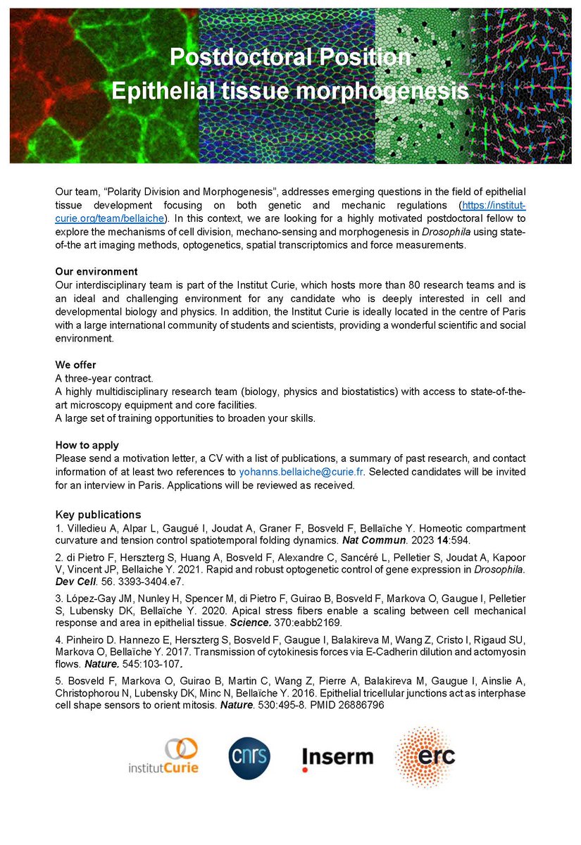 YBellaïcheLab (@bellaiche_y) on Twitter photo 📢We have a 3y postdoc position available in our interdisciplinary team
<a href="/institut_curie/">Institut Curie</a> #Paris
Join us if you're interested in epithelial tissue morphogenesis using live imaging, quantitative biology & (opto)genetics.
institut-curie.org/team/bellaiche
Please RT! 📢We have a 3y postdoc position available in our interdisciplinary team
<a href="/institut_curie/">Institut Curie</a> #Paris
Join us if you're interested in epithelial tissue morphogenesis using live imaging, quantitative biology & (opto)genetics.
institut-curie.org/team/bellaiche
Please RT!