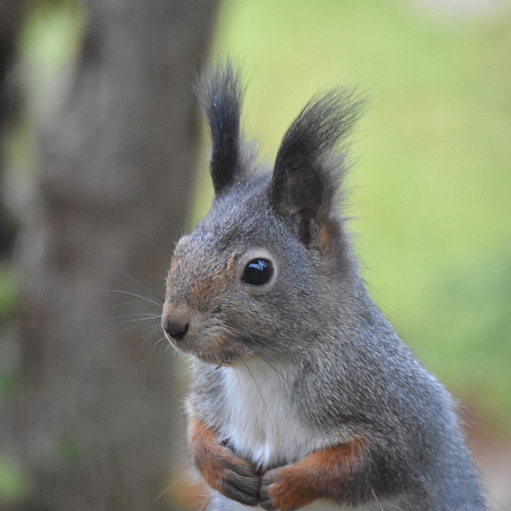 A_Hedblom's tweet photo. #Nature #Naturelovers #NaturePhotography #WildlifePhotographer #Sweden #Hälsingland #Swedishnature 
#ekorre #squirrel
❤️😊 https://t.co/tFHK5mvtTV