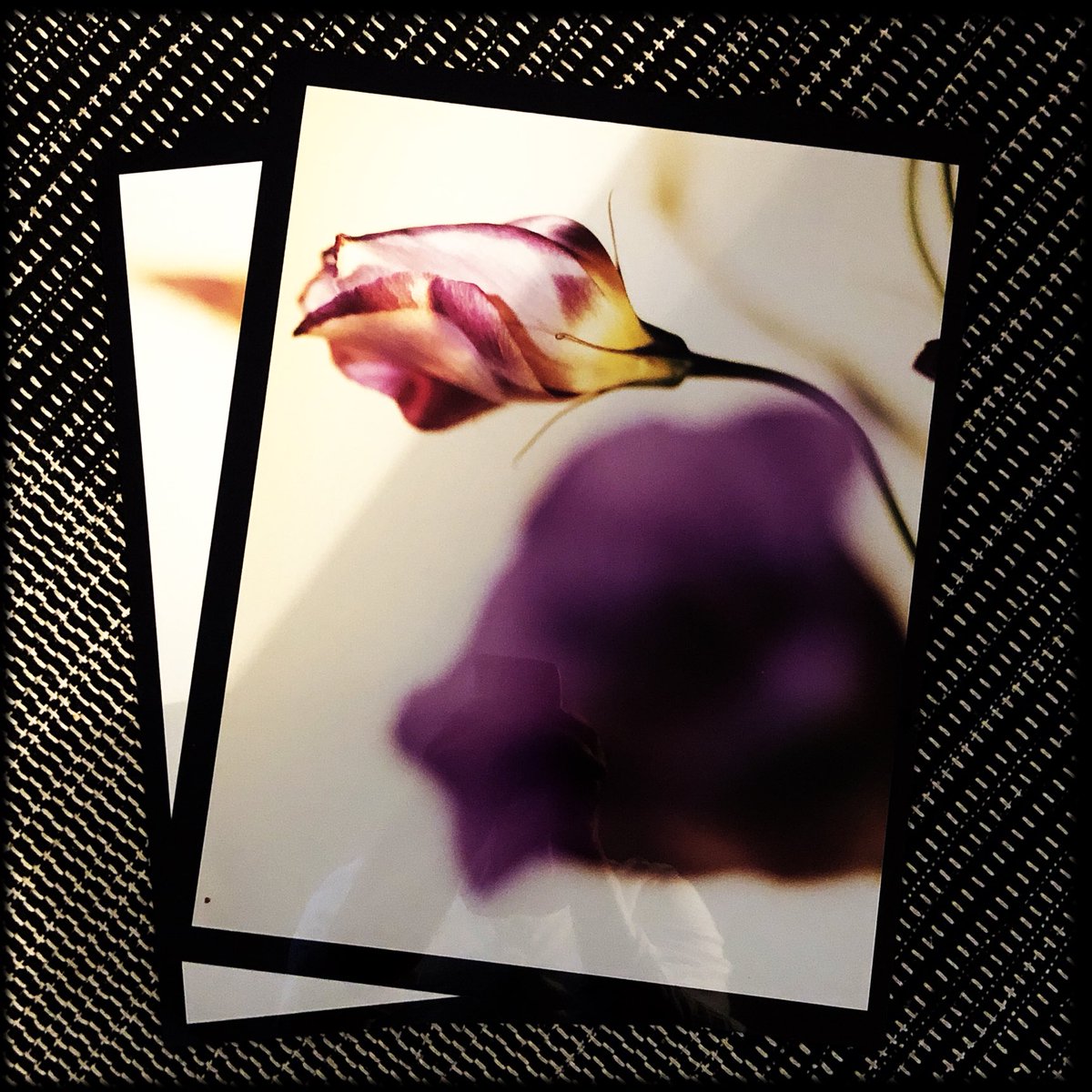 AnneKinnunen1's tweet photo. My #Cibachrome prints from eighties maybe?
Do you still remember and has anybody still prints?
Please post yours! https://t.co/rcvVwacVCe