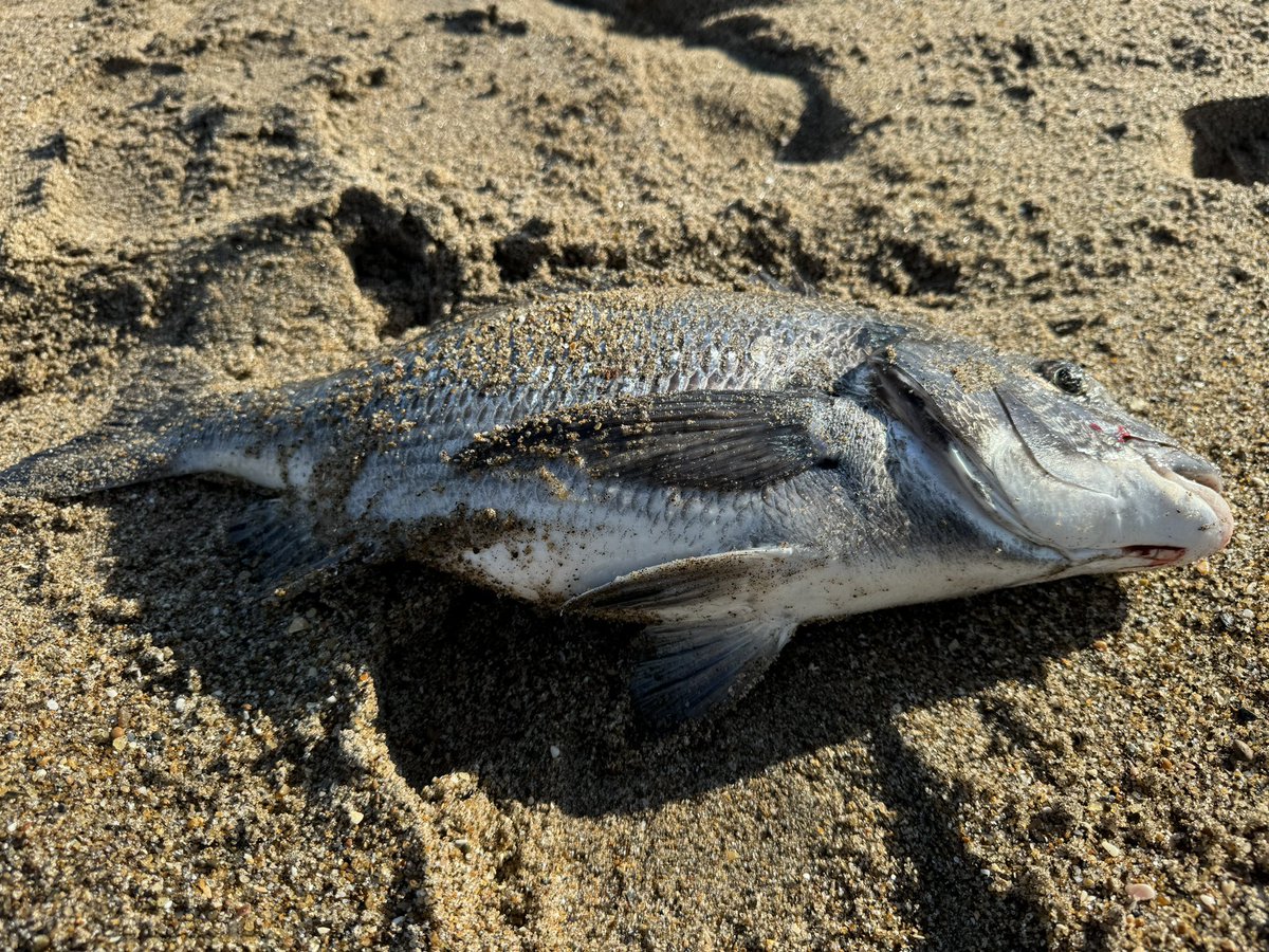 サーフから腹パンチヌ！

#黒鯛
#磐城サーフ
#常磐サーフ
#Gクラフト
#ブルーストーム