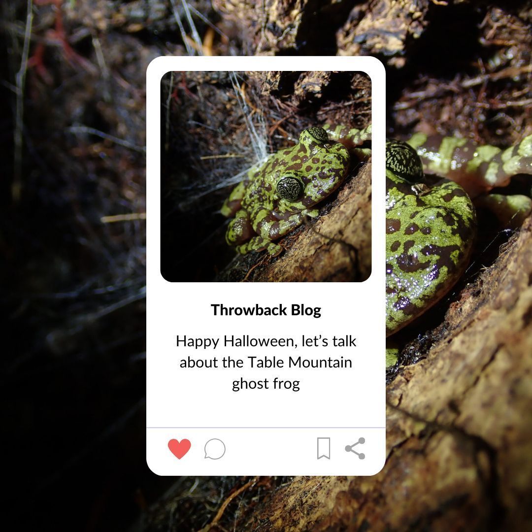 Happy #Halloween, let’s talk about the Table Mountain ghost frog 👻🐸 

They may sound supernatural, but the ghost frog and the threats they face are very real.

Head to our blog to learn more about these spooky little guys: buff.ly/4dIxrjr