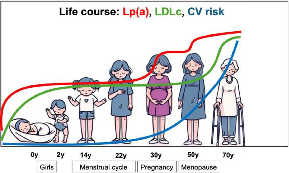 🙌Our latest article has been published!

👉Lp(a) throughout life in women

☝️This review emphasizes that Lp(a) levels are critically influenced by genetics and moderately by lifestyle, affecting CV disease risk throughout a woman's life. It underscores the importance of enhanced