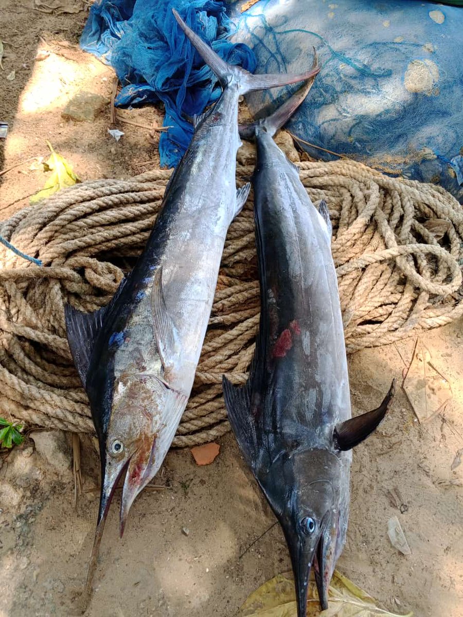 herufish92's tweet photo. Rabu, 30/10/24. Heru Agus Setiawan PPB. Kab. Sumenep. Hasil Tangkapan KUB. Karya Samudra an. Hendra
Ikan marlin 22 kg hrg Rp. 20rb/kg Ds. Padang2ngan, Kec. Pasong2ngan

#GiatLuhkanSatminkalBWI
#luhlapor 
@kkpgoid 
@bppsdm_kp 
@bppsdm_puslatkp
@bppsdm_bp3bwi 
@muchlisin_moch https://t.co/Rbki7xl8hh