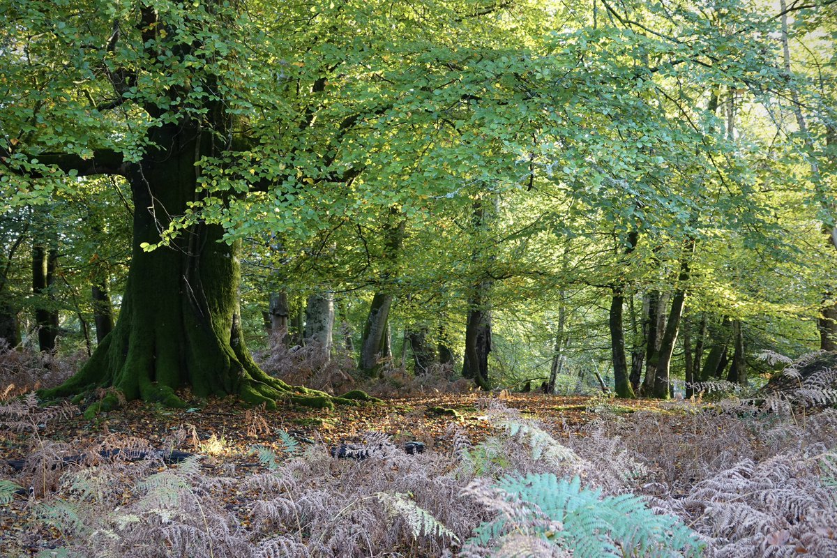 New Forest Walks tweet media