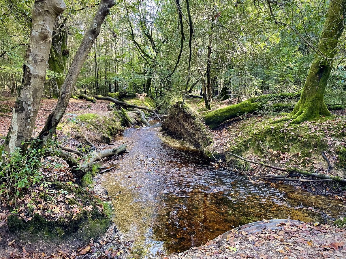 New Forest Walks tweet media