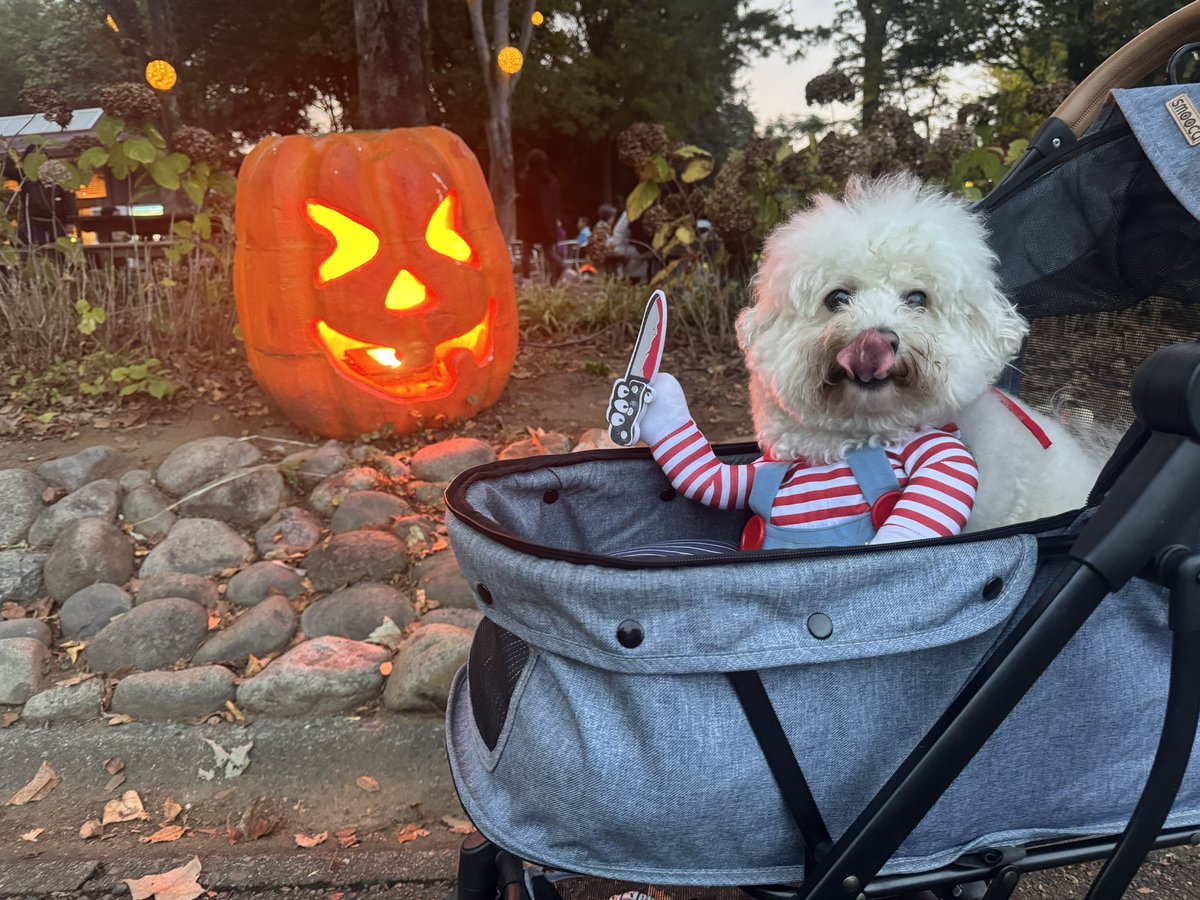 bichonoel123's tweet photo. Happy Halloween🎃
今年はチャッキーになってたくさん満喫しました🔪👻 https://t.co/NVbZnh37h2