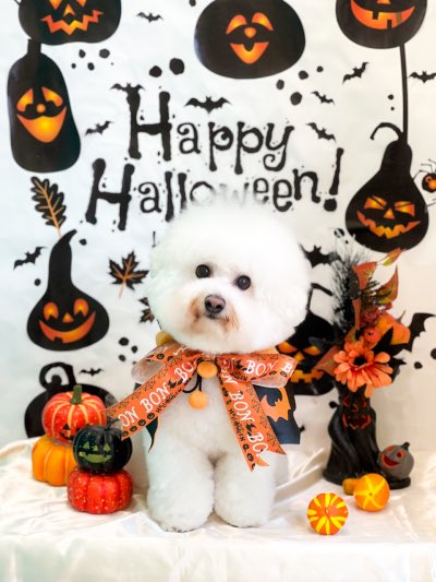 bichonoel123's tweet photo. Happy Halloween🎃
今年はチャッキーになってたくさん満喫しました🔪👻 https://t.co/NVbZnh37h2
