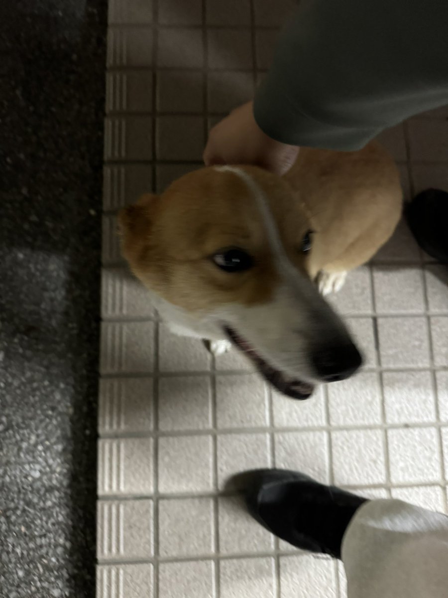 naiki0316's tweet photo. 見づらい画像だけど
木更津市菅生の房総連絡道路を歩いていたので警察に預けています。人懐こいとてもいい子でした。
木更津警察署で預かるそうなので飼い主に届け！
#木更津　#コーギー　#迷い犬 https://t.co/XnaN5H3srD