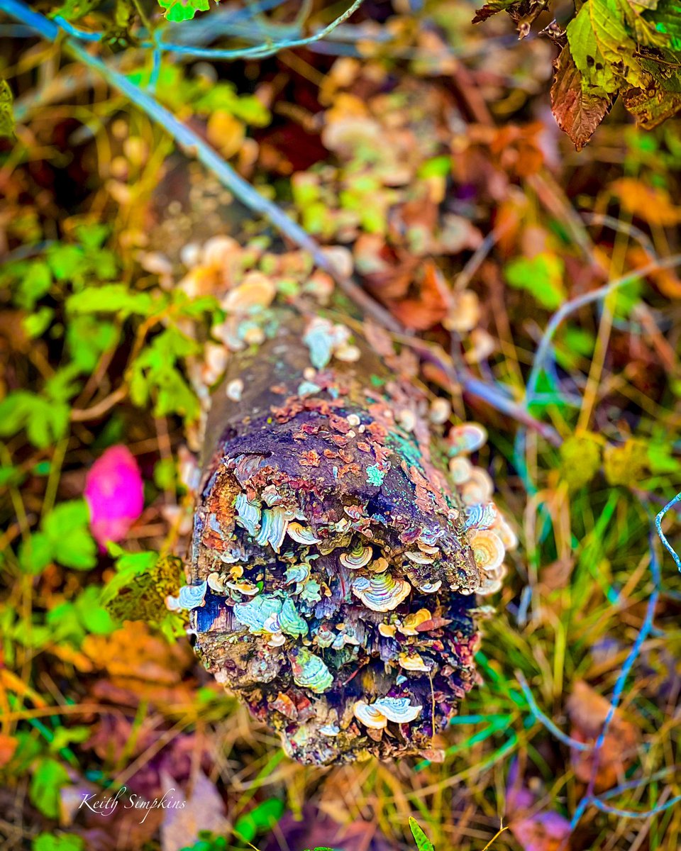 KeithSimpkins37's tweet photo. https://t.co/qq0GuiDU3h

Like and share, thank you!

Follow me @ https://t.co/mXSKY3Z8Sd 
#leaves #log #fungi #travelphotography #outdoors #beautifuldestinations #picoftheday #photography #photooftheday #landscapephotography #digitalart #phototoartist https://t.co/QhQbd3XCk4