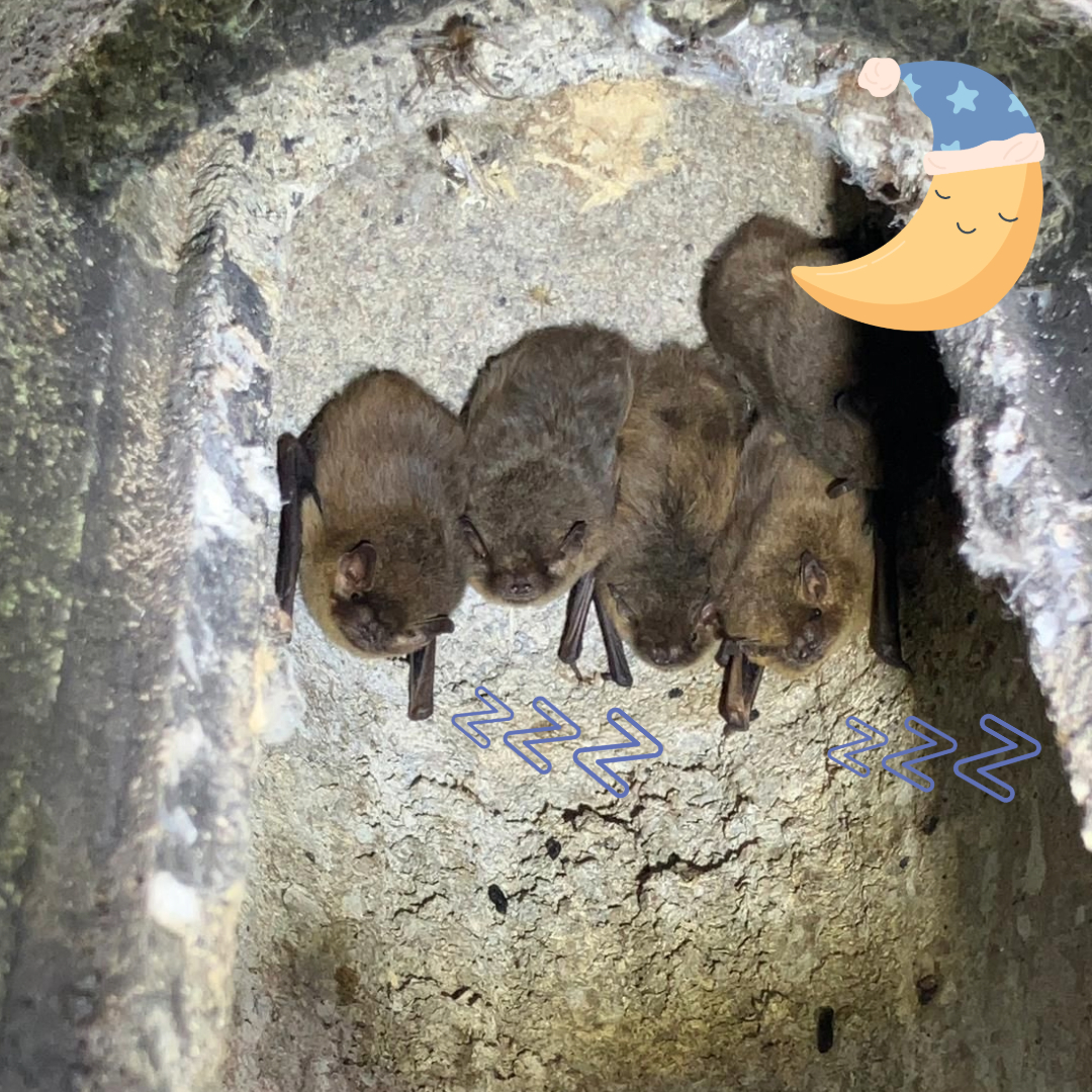 Wild East Devon (@wildeastdevon) on Twitter photo To celebrate #Halloween we're exploring the fascinating world of #bats! π¦
Learn about bat hibernation and the bats which can be found at our nature reserves here: Hibernation series: Bats (wildeastdevon.co.uk) <a href="/eastdevon/">East Devon District Council</a> @_bct_ To celebrate #Halloween we're exploring the fascinating world of #bats! π¦
Learn about bat hibernation and the bats which can be found at our nature reserves here: Hibernation series: Bats (wildeastdevon.co.uk) <a href="/eastdevon/">East Devon District Council</a> @_bct_