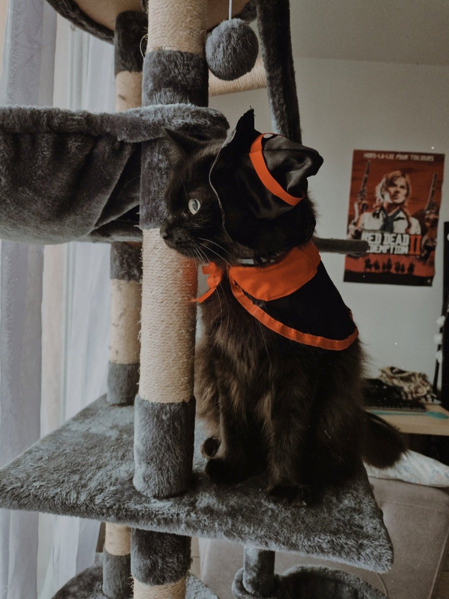 moonlightadele's tweet image. Hi Norman Reedus @wwwbigbaldhead
My cat Daryl is ready for Halloween 🎃🦇
Have a Happy Halloween  Norman 🍁🧡