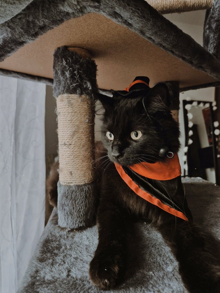 moonlightadele's tweet image. Hi Norman Reedus @wwwbigbaldhead
My cat Daryl is ready for Halloween 🎃🦇
Have a Happy Halloween  Norman 🍁🧡