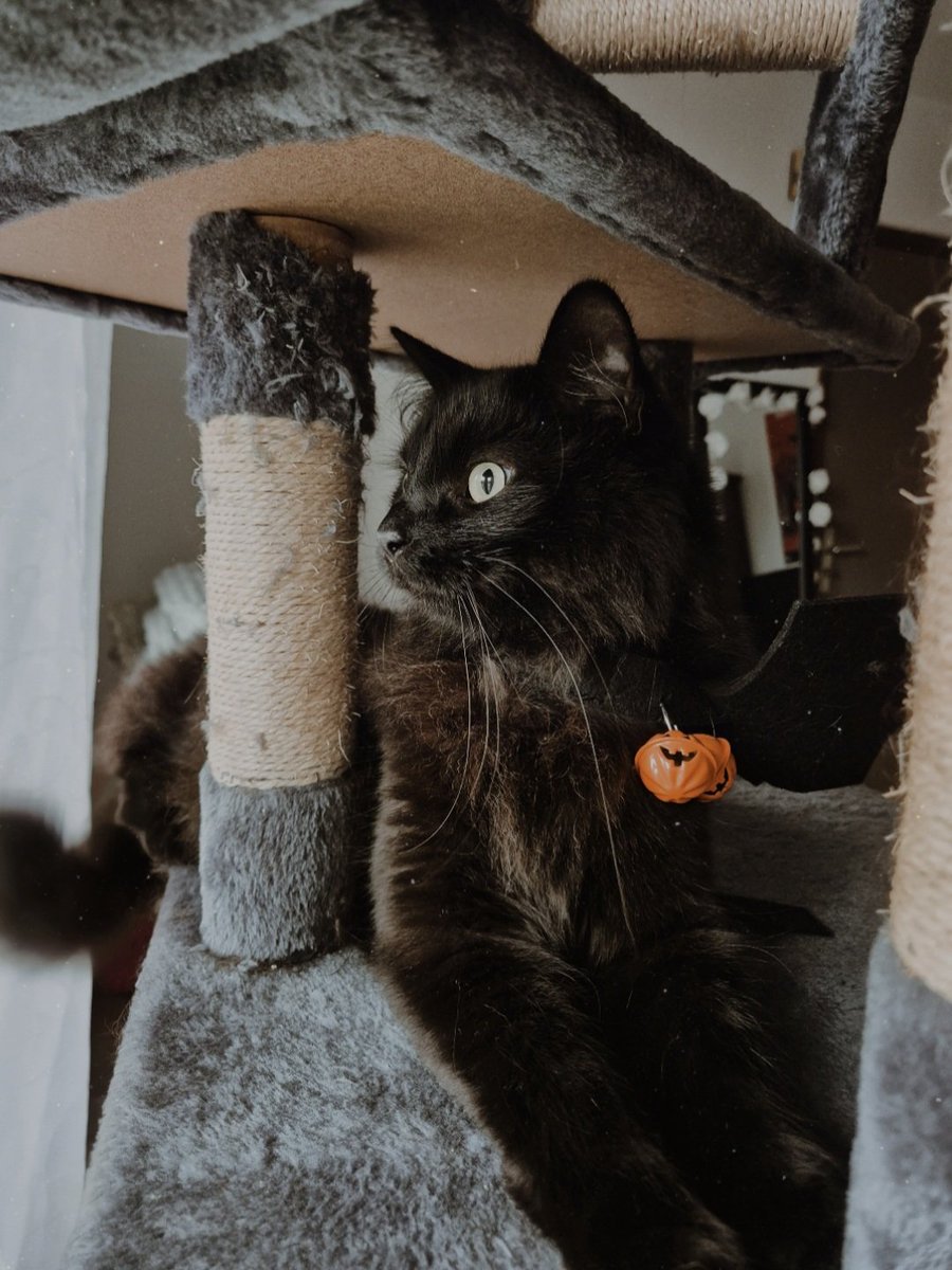 moonlightadele's tweet image. Hi Norman Reedus @wwwbigbaldhead
My cat Daryl is ready for Halloween 🎃🦇
Have a Happy Halloween  Norman 🍁🧡