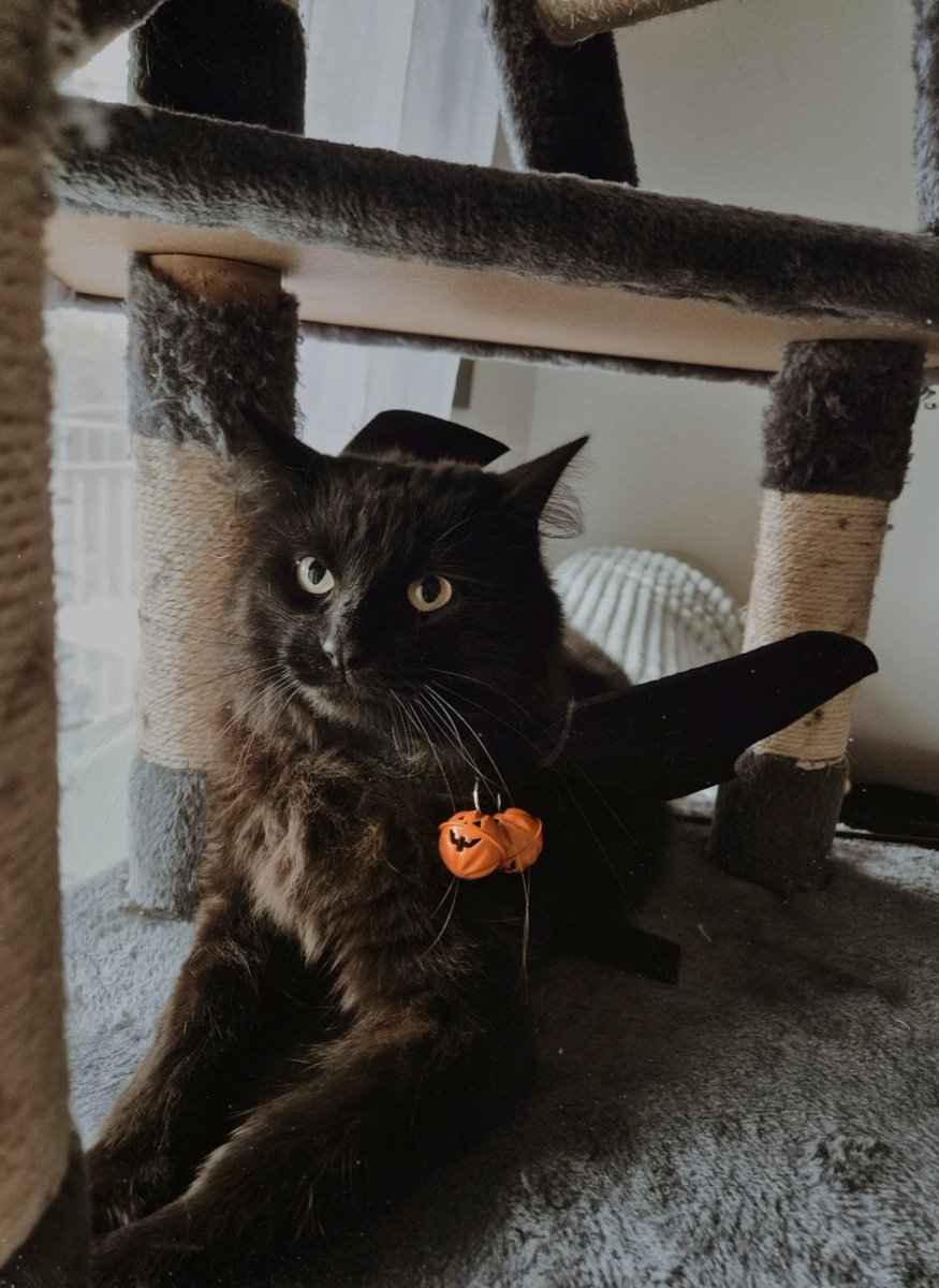 moonlightadele's tweet image. Hi Norman Reedus @wwwbigbaldhead
My cat Daryl is ready for Halloween 🎃🦇
Have a Happy Halloween  Norman 🍁🧡