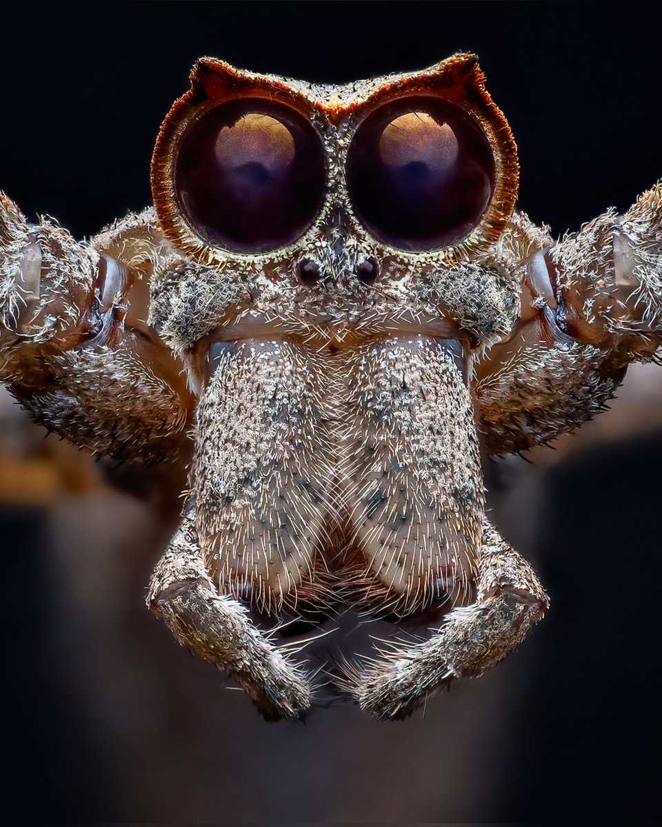 LeeFrostsCOL's tweet photo. "Happy Halloween" ๐๐๐๐ป
This spider, commonly known as the ogre-faced or net-casting spider is a nocturnal hunter that has excellent vision, they also catch their prey with a "net" made of silk. ๐คฏ๐
#cygnustechdiffuser #omsystem #Arachtober @OMSYSTEMcameras @Tone_Killick https://t.co/vZIduZeSNQ