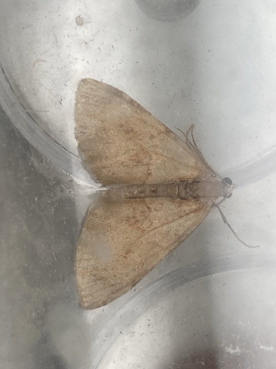 Paz Fletcher tweet media