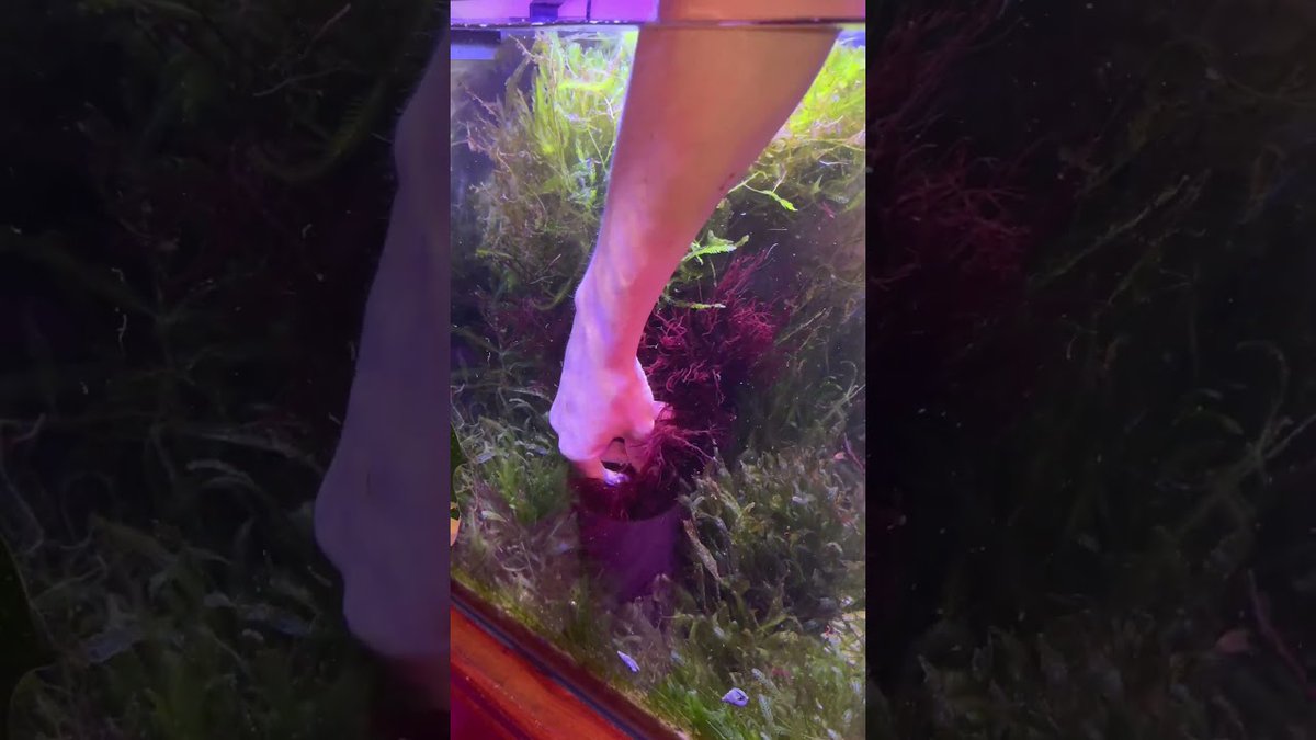 FlakeFood's tweet image. Aquariums: Macro cube💜#fishies #fish #petfish #aquarium #aquascape #underwater #pet #fy #ytshorts
 
flakefood.com/608534/aquariu…