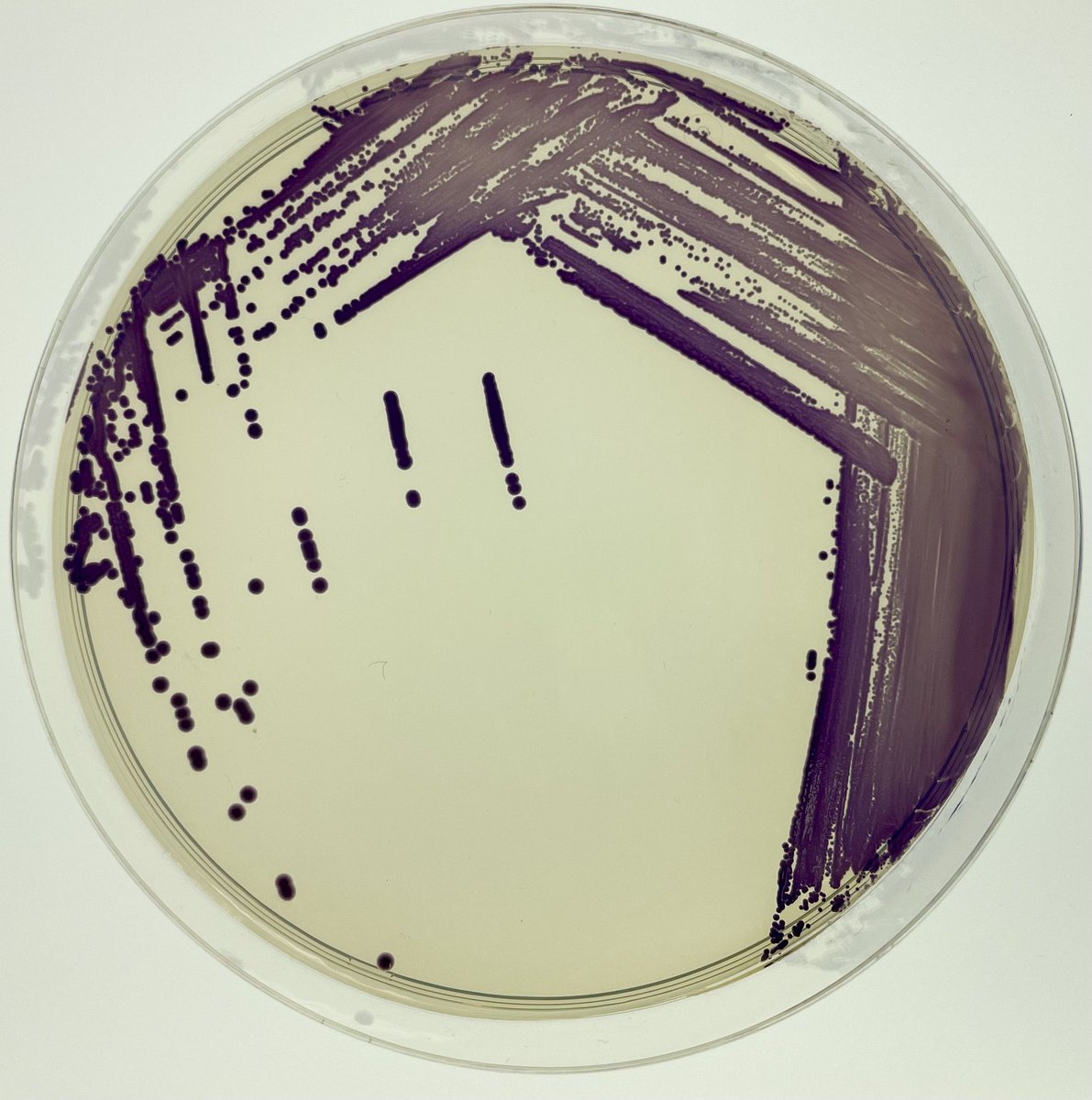 Wataru Hayashi / 林 航 tweet media