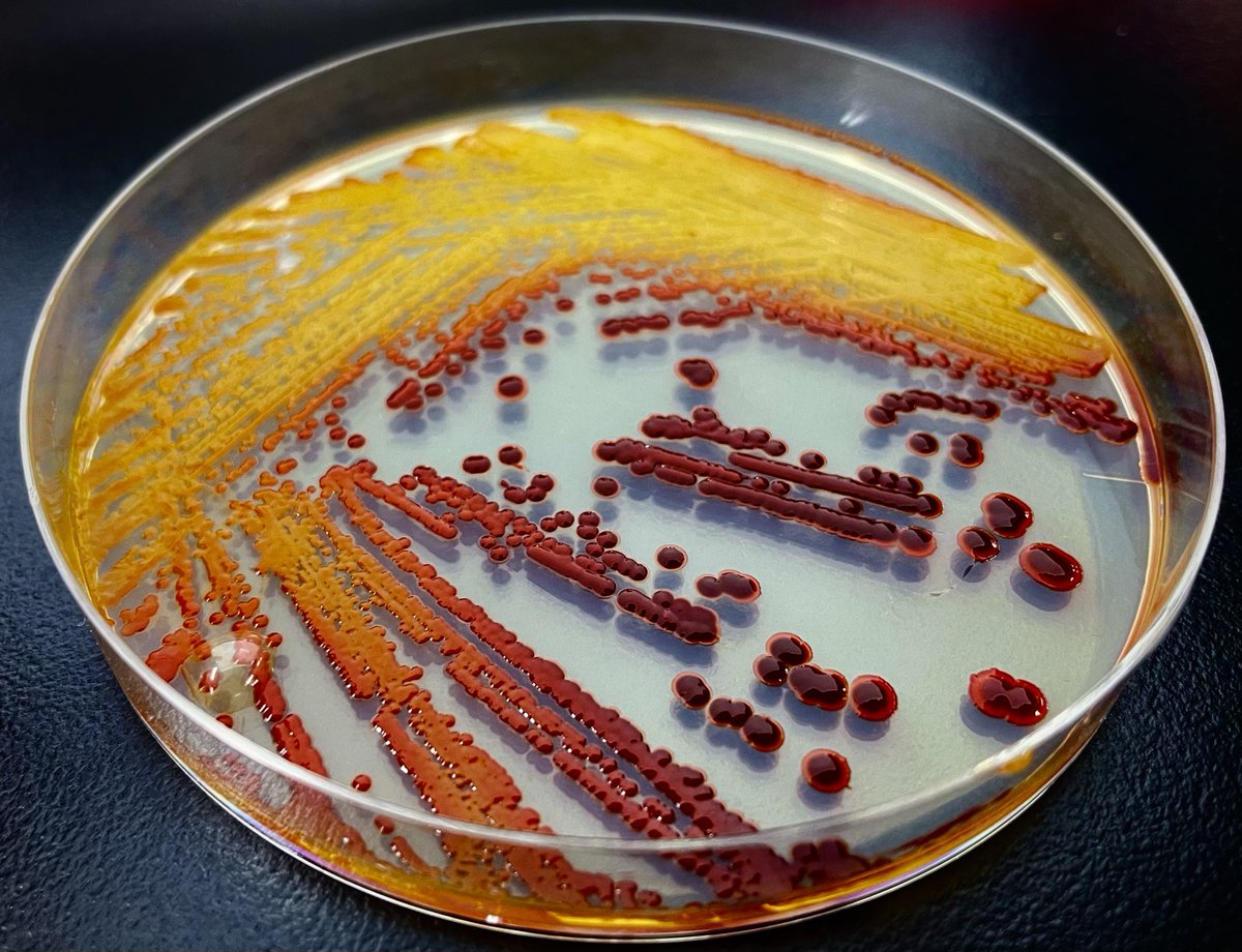 Happy Halloween from Microbiology...🎃🎃🎃
