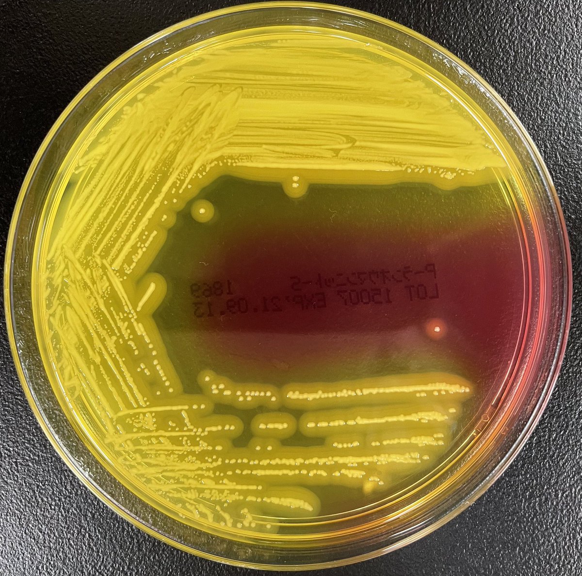 Wataru Hayashi / 林 航 tweet media