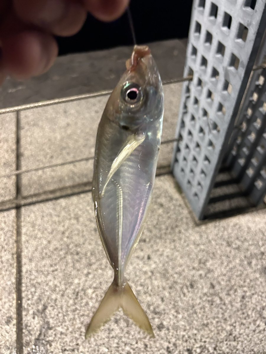 みなとみらいにこいつらまだ居て安心