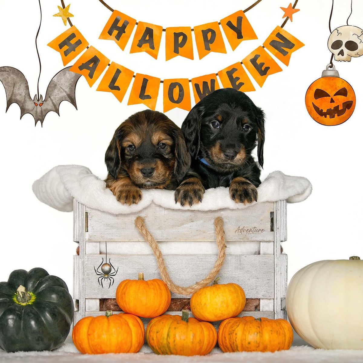 Happy Halloween 🎃 👻 

#halloween2024 #dachshund #PuppyOfTheWeek
