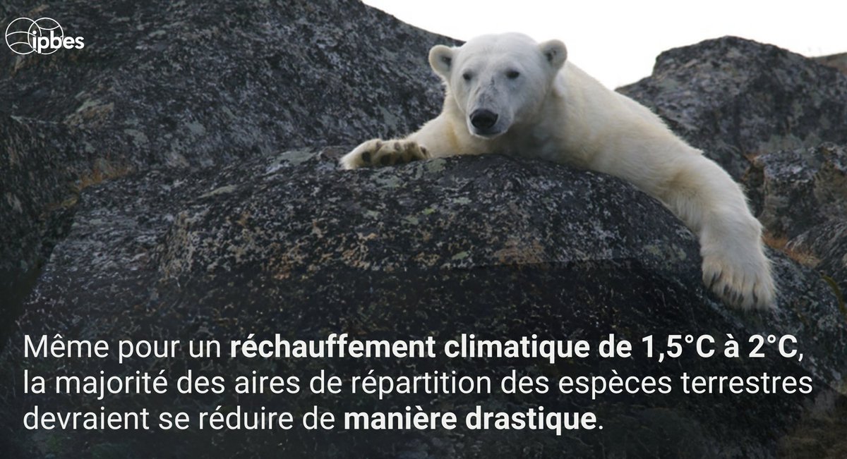 La proportion d'espèces menacées d'extinction liée au climat est de 5 % pour un réchauffement de 2 °C et passe à 16 % pour un réchauffement de 4,3 °C. 🌡️
—<a href="/IPBES/">ipbes</a> #ÉvaluationMondiale

La #biodiversité est vitale, préservons-la avant qu'il ne soit trop tard. 🐾