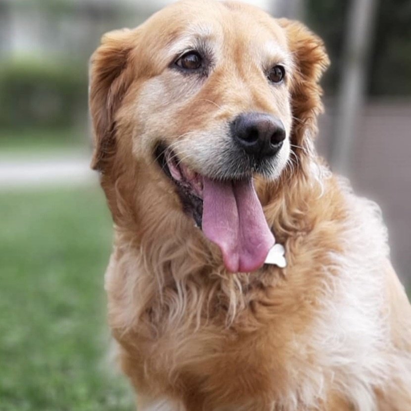 Koşkoş & Köpük tweet media