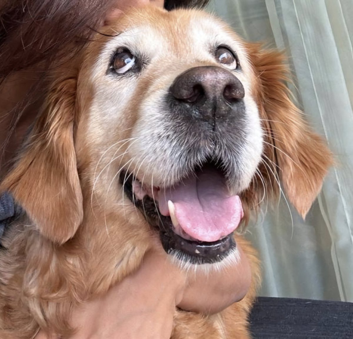 Koşkoş & Köpük tweet media