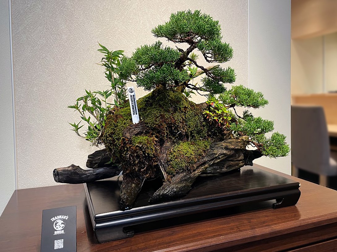 盆栽(割烹) 盆栽(割烹)