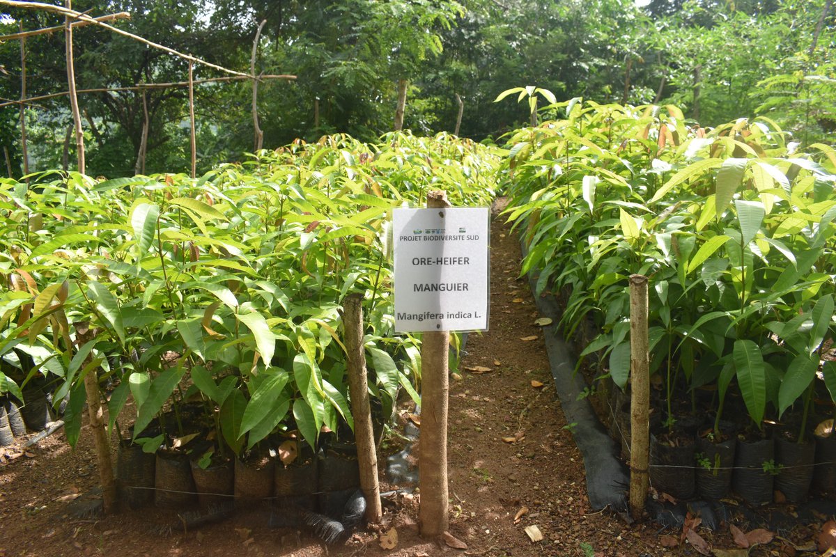 PNUD Haïti tweet media