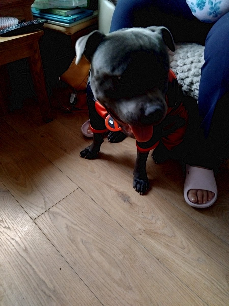 urshieab's tweet photo. Got Dogpool for Halloween @VancityReynolds 
Zeus is a fan of Deadpool and Wolverine https://t.co/GxETHMn9ae